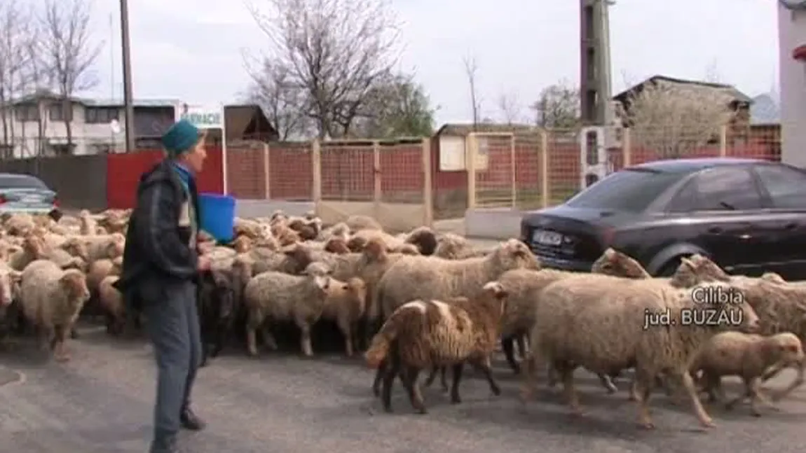 Proteste INEDITE în ţară. De ce au ajuns 500 de oi în curtea unei primării VIDEO
