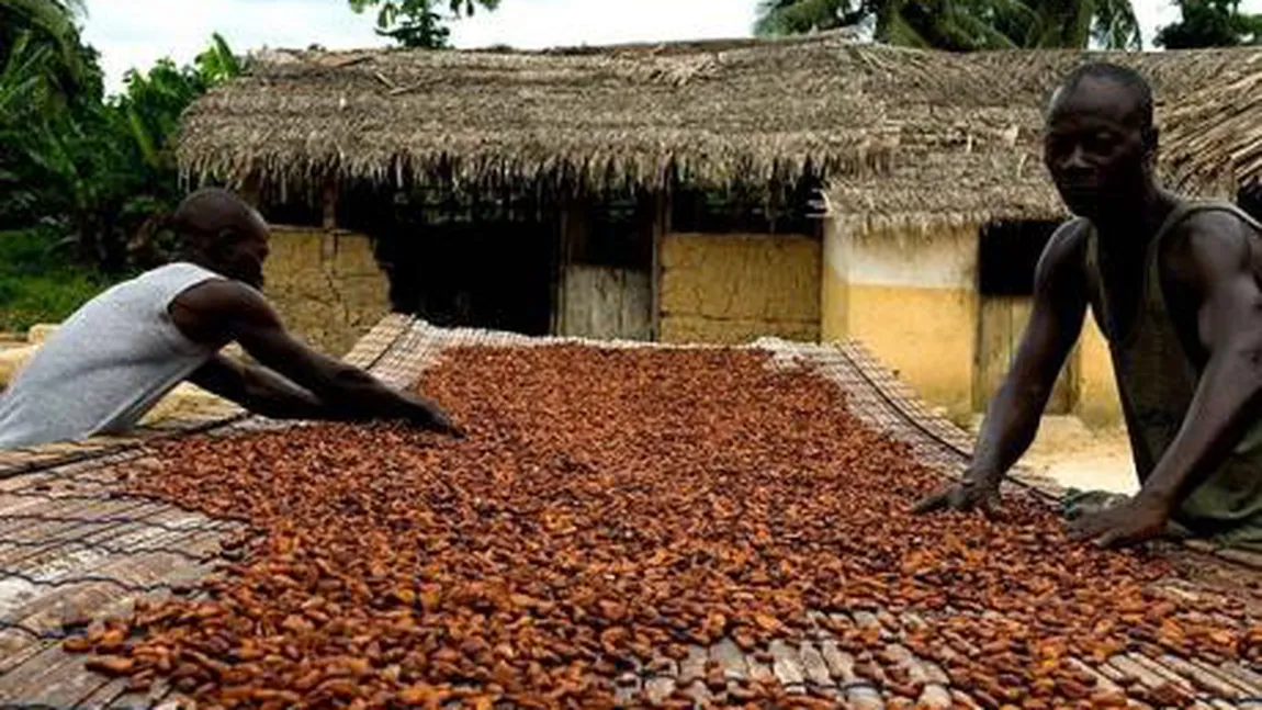 Recolta slabă de cacao în Ghana: Preţurile la ciocolată sunt în creştere