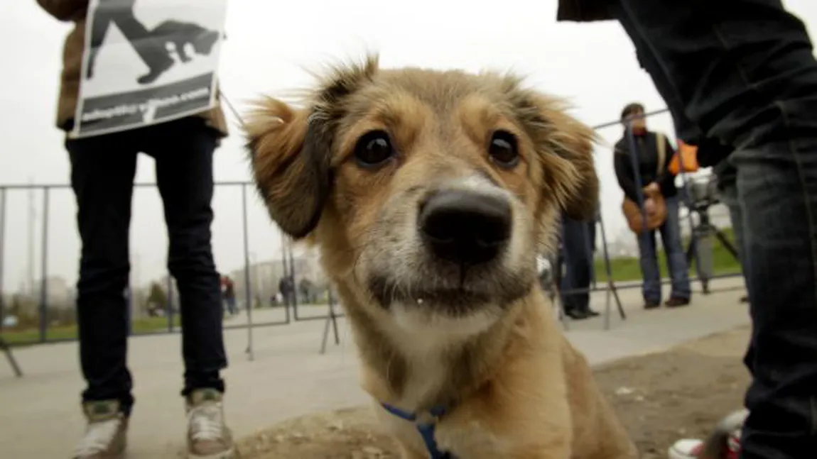 Sterilizare GRATUITĂ a animalelor în Sectorul 1