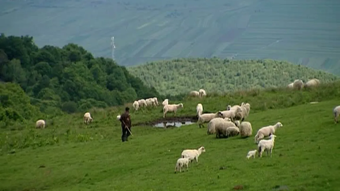 Ciobani din Sibiu, MILIONARI ÎN EURO. Au reuşit să adune 30.000 de oi şi o avere în doi ani