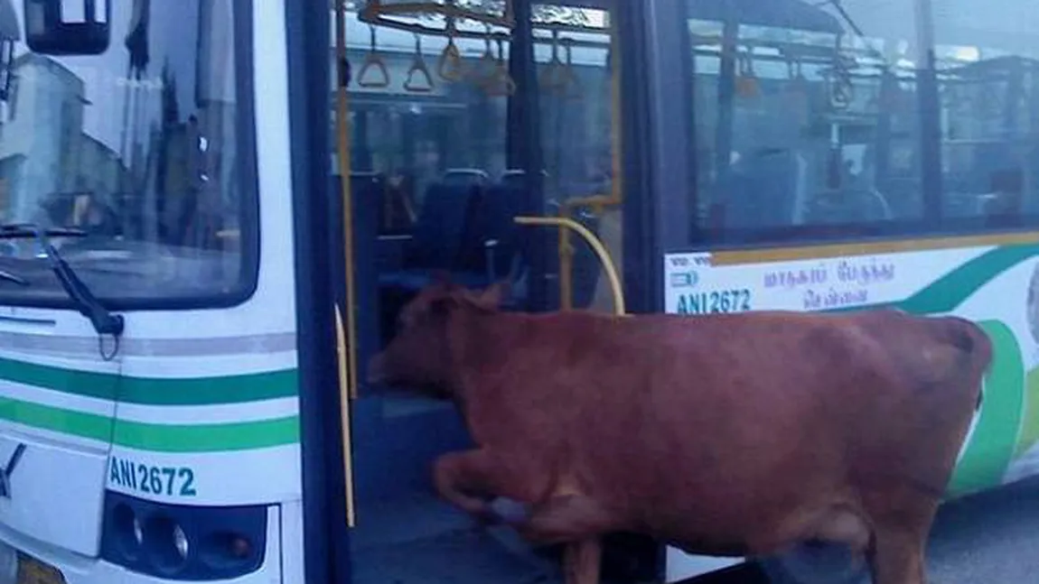 Autobuzul care merge cu balegă de vacă a doborât recordul de viteză VIDEO