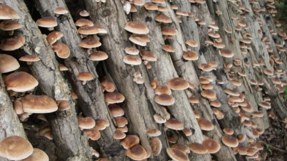Miraculoasele ciuperci shiitake şi promisiunea vieţii veşnice. Reţeta elixirului