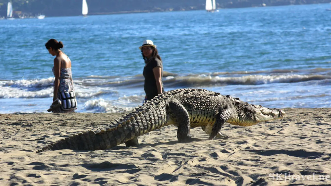 Şoc şi groază în Mexic: Crocodilii se plimbă pe străzi, printre oameni VIDEO