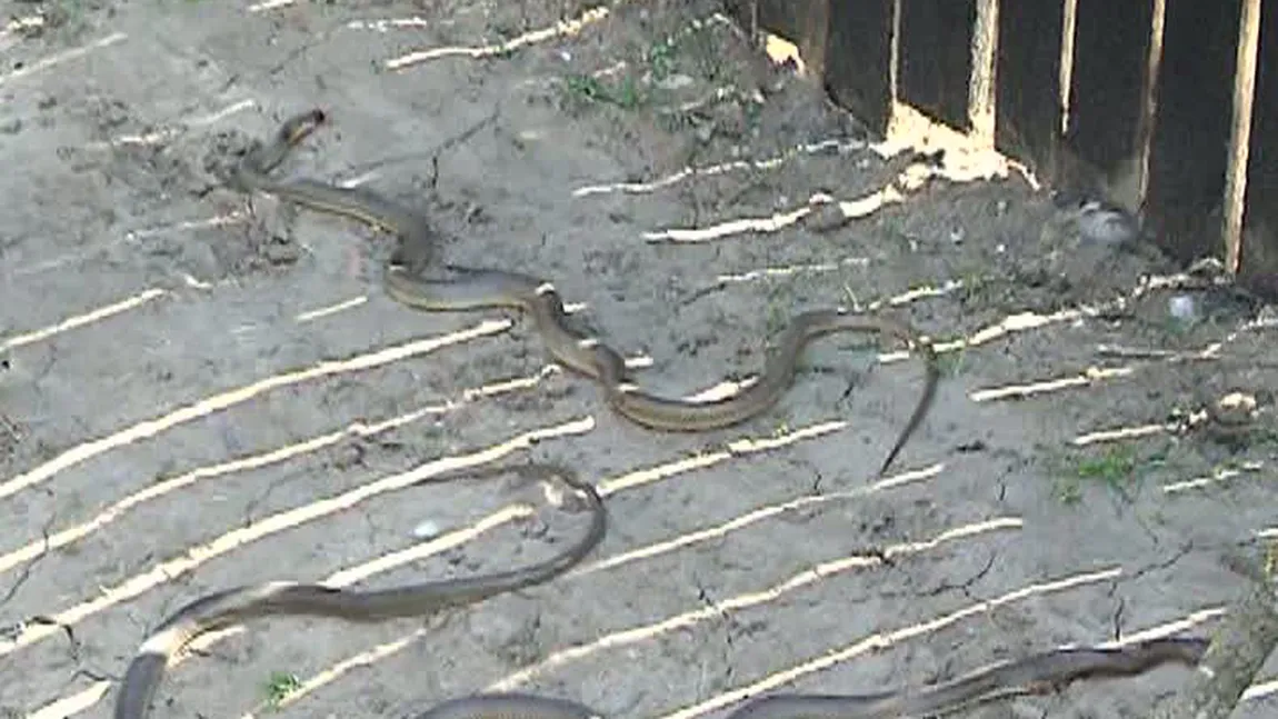 Scene de groază în Timiş: Şerpii au invadat o localitate VIDEO