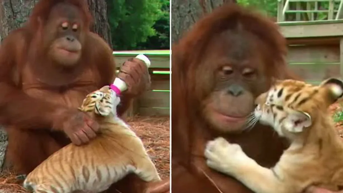 O mamă URANGUTAN are grijă de trei pui de TIGRU ABANDONAŢI. Imagini inedite dintr-o grădină zoologică VIDEO