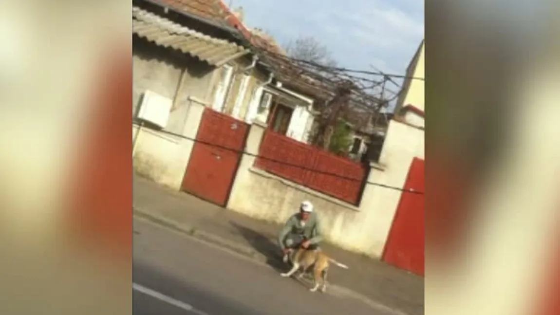 Scene terifiante la Constanţa. Doi oameni, sfâşiaţi de un pitbull asmuţit pe ei de stăpân