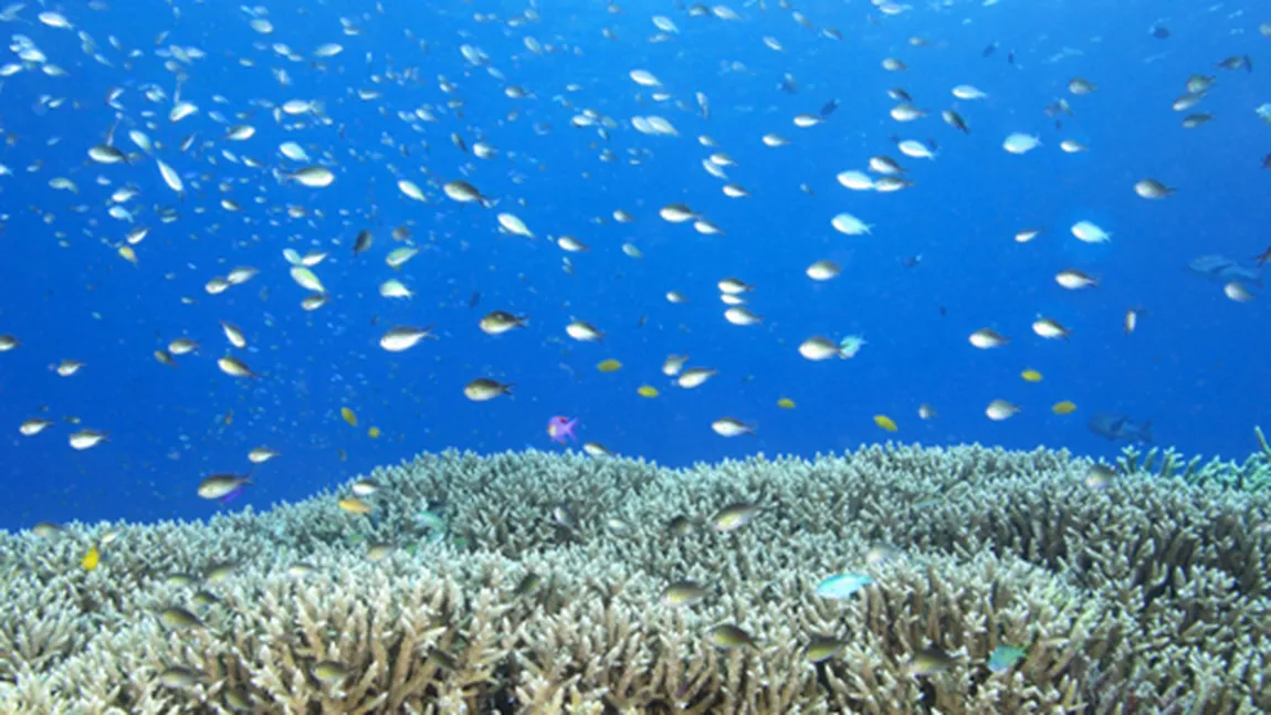 STUDIU: Planctonul oceanic produce jumătate din cantitatea de oxigen a Terrei