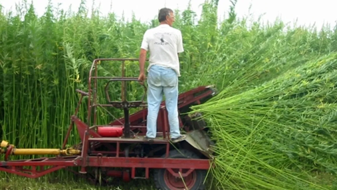 Un erbicid folosit de fermierii români de 40 de ani este cancerigen