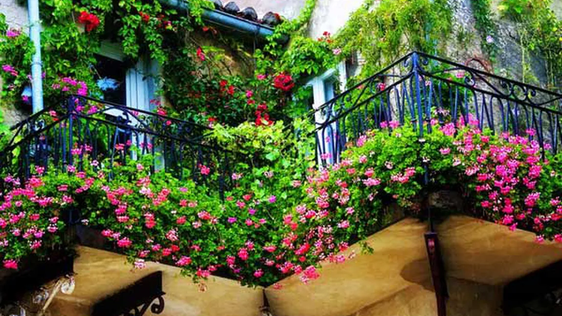 Cum să îţi transformi balconul într-o adevărată grădină GALERIE FOTO