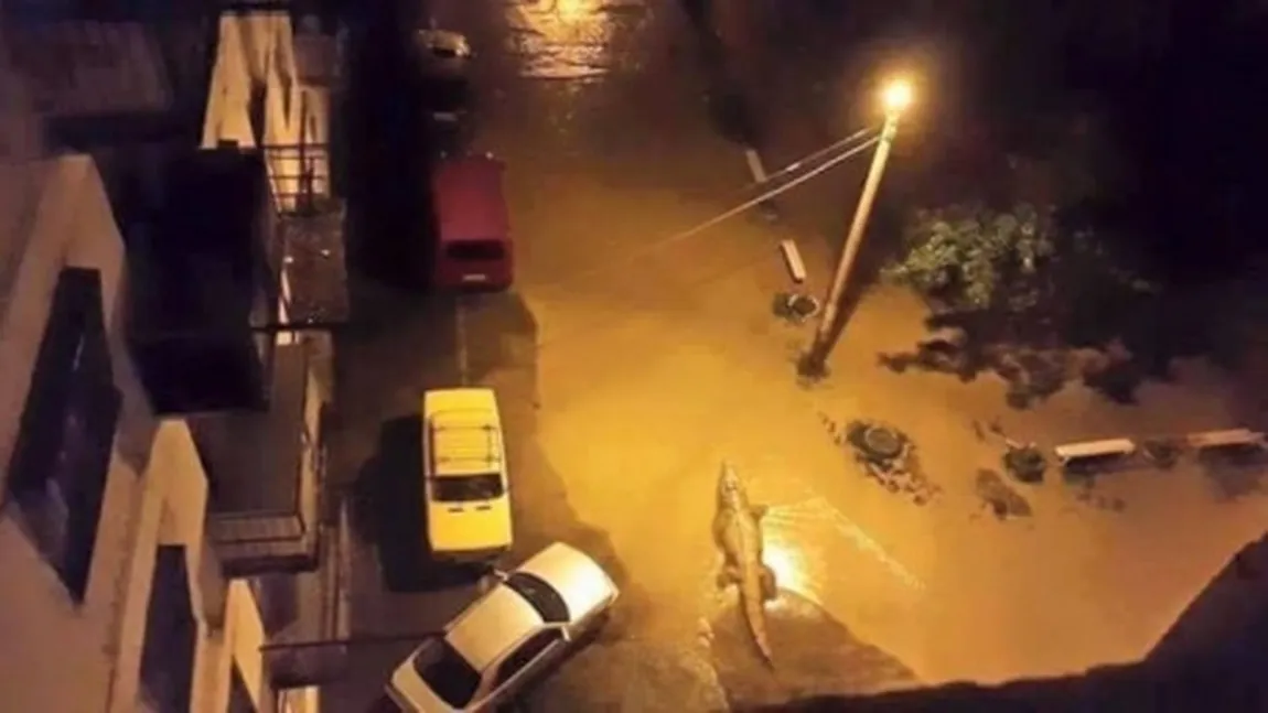 Furtună devastatoare la Tbilisi: Oameni ATACAŢI de animalele scăpate de la Zoo. Zi de doliu naţional