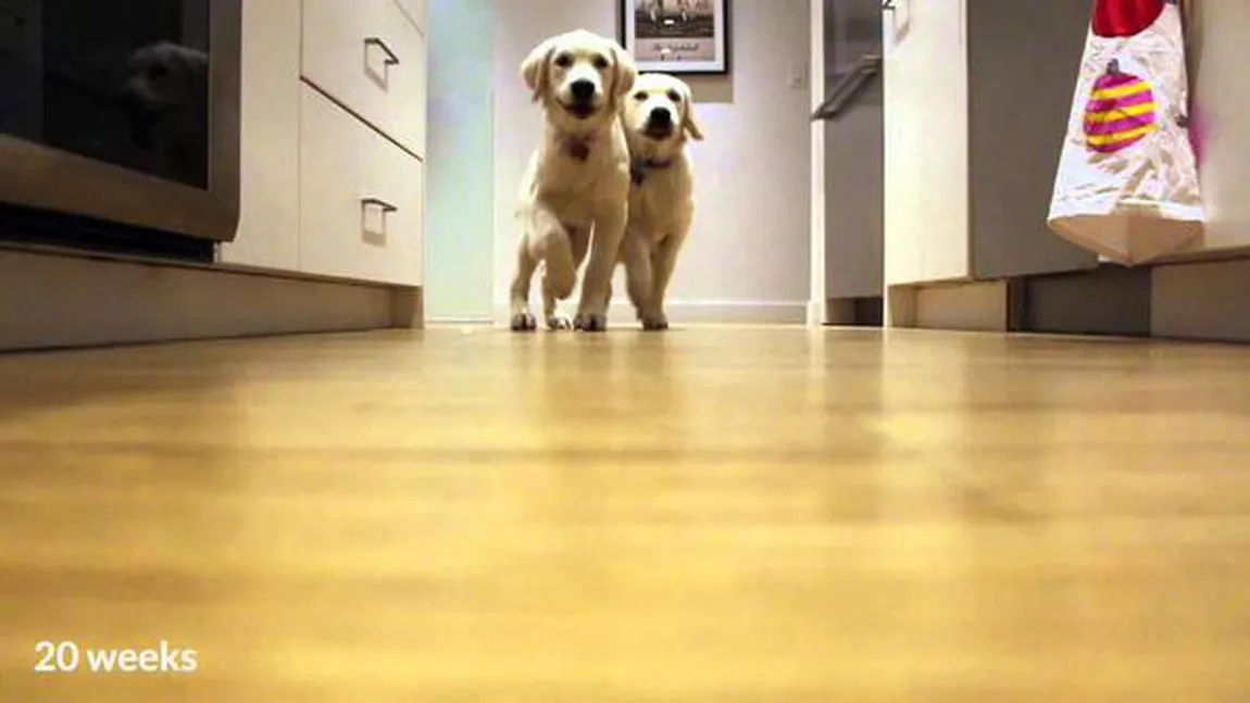 Timp de 9 luni doi pui de Golden Retriever au fost filmaţi zilnic, la ora mesei. Clipul este fermecător VIDEO