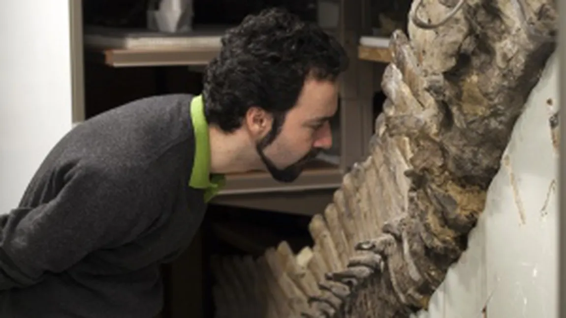Fosile de dinozaur care păstrează urme de globule roşii şi colagen, descoperite într-un muzeu