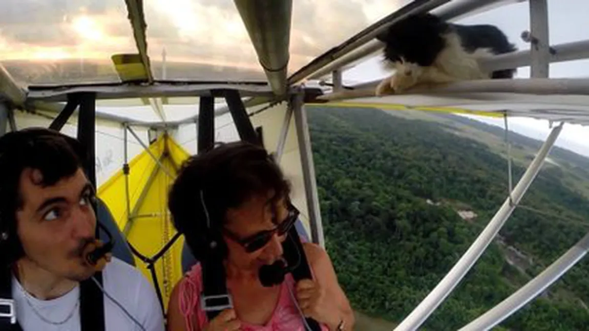 Pasager clandestin, la bordul unui avion ultrauşor. O pisică a călătorit pe aripă VIDEO