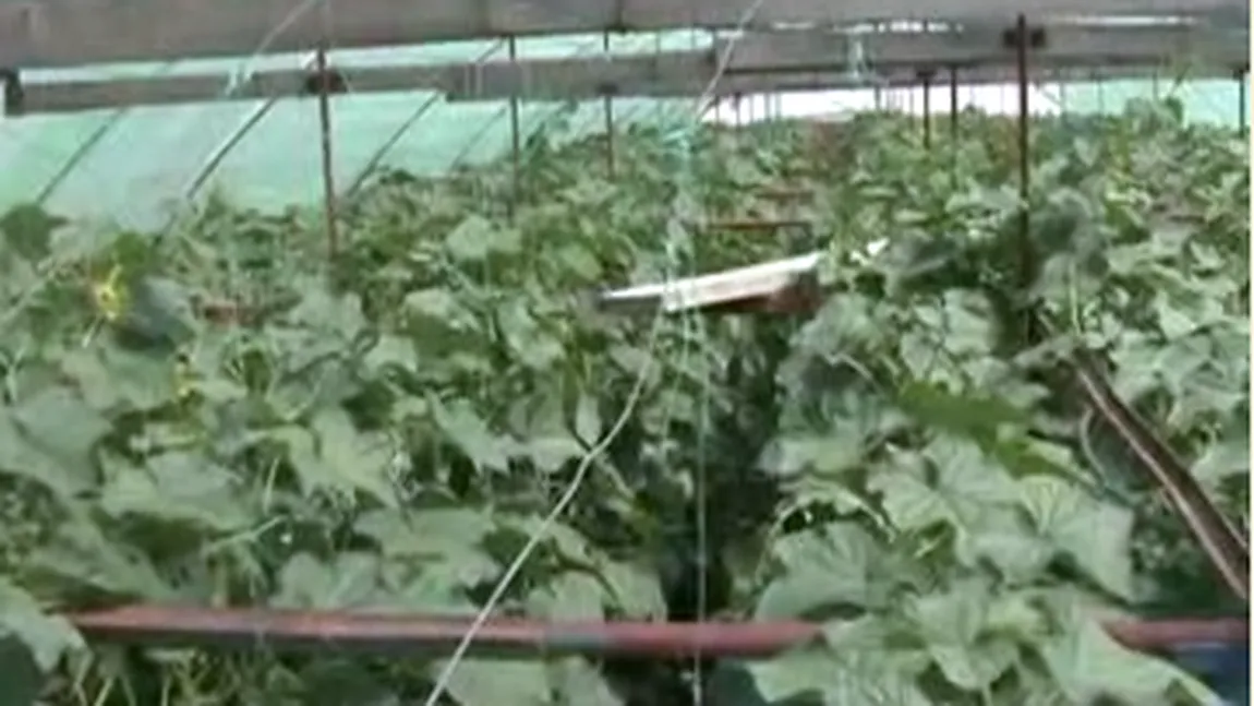 Producătorii autohtoni nu au unde să-şi vândă marfa VIDEO