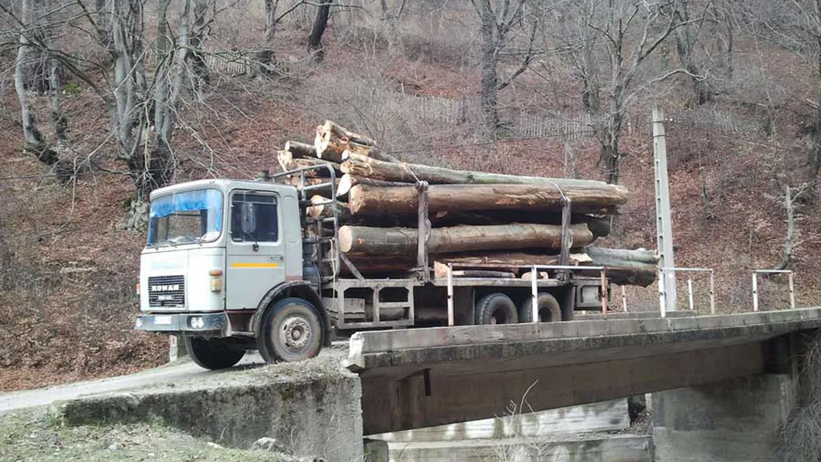 Un bărbat din Maramureş, AMENDAT pentru că a sesizat la 112 un transport de lemne pe care îl credea ilegal