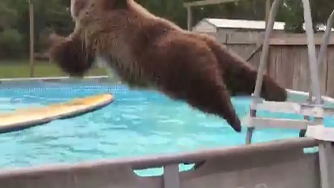 Un urs face baie la piscină la fel ca un om. Se aruncă în apă ca un înotător profesionist VIDEO