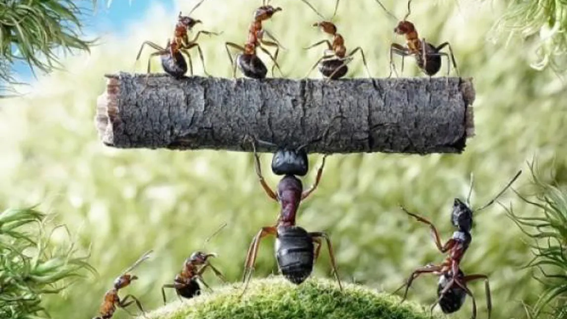 MIT DEMOLAT: 60% dintre furnici sunt, de fapt, LENEŞE