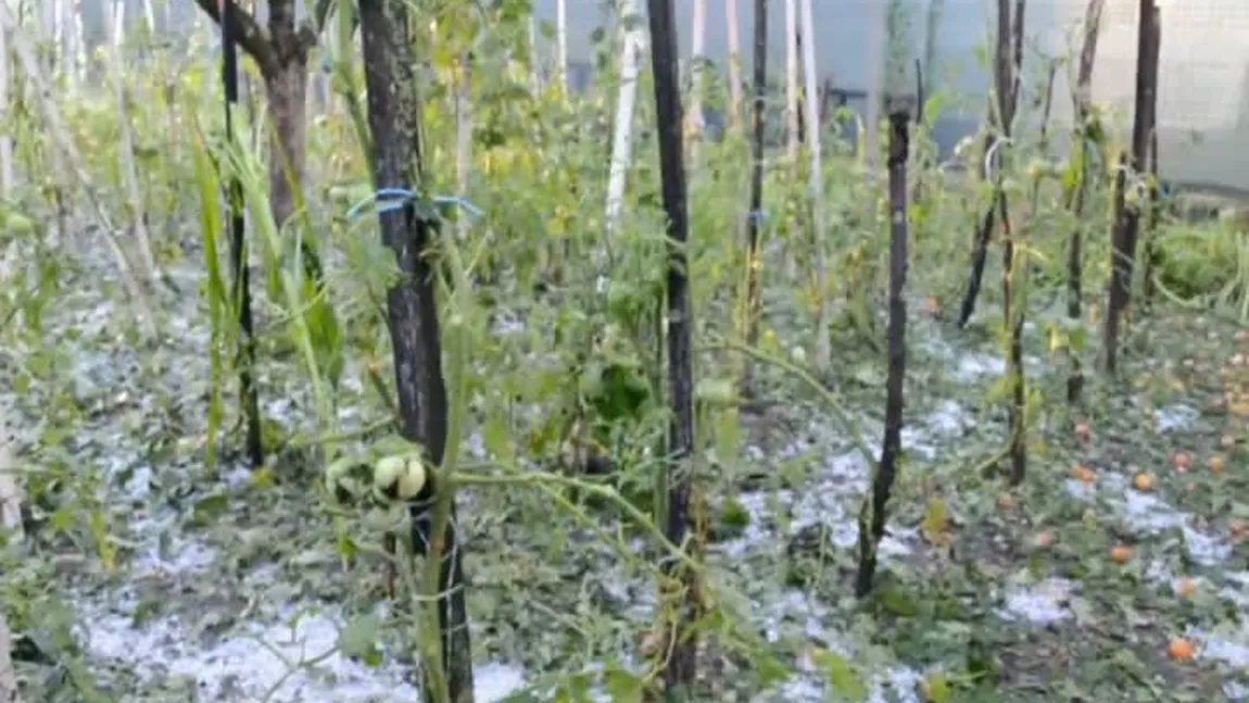 Grindina a făcut prăpăd în Dâmboviţa. Gheaţa cât oul de porumbel a distrus grădinile VIDEO