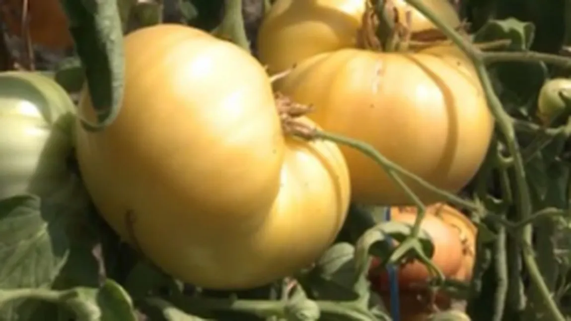 Legume româneşti cu gust exotic, la Buzău. Roşia cu gust de ananas sau pepenele cu gust de coniac