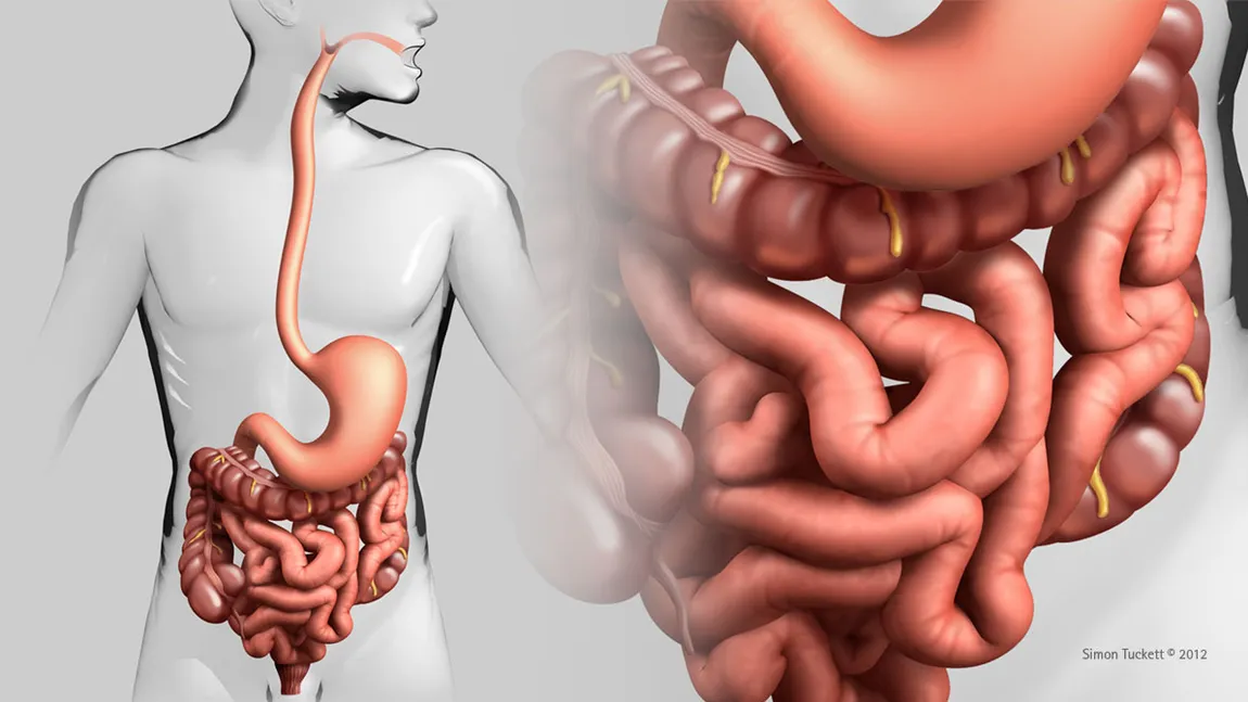 Cât de importante sunt bacteriile bune din intestine şi cum îţi dai seama ca ai prea puţine