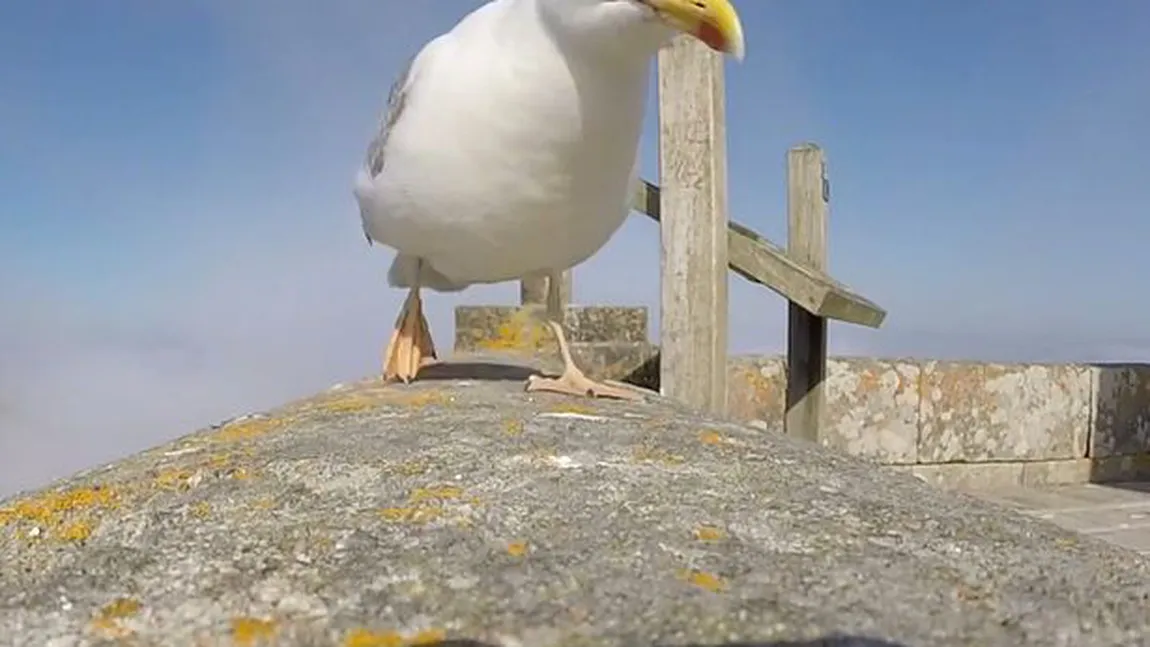 Un pescăruş fură o cameră video pornită. Imaginile surprinse de el sunt mai bune decât ale posesorului VIDEO