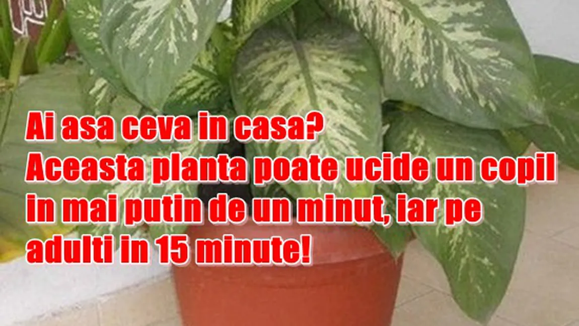 Ai aşa ceva în casă? Această plantă poate ucide un copil în mai puţin de un minut, iar pe adulţi în 15 minute