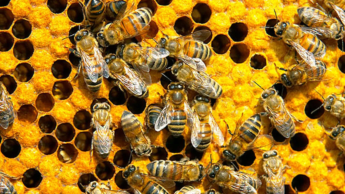 TRAGEDIE de la o insectă: Un poliţist a murit după ce a fost înţepat ÎN CAP de o albină