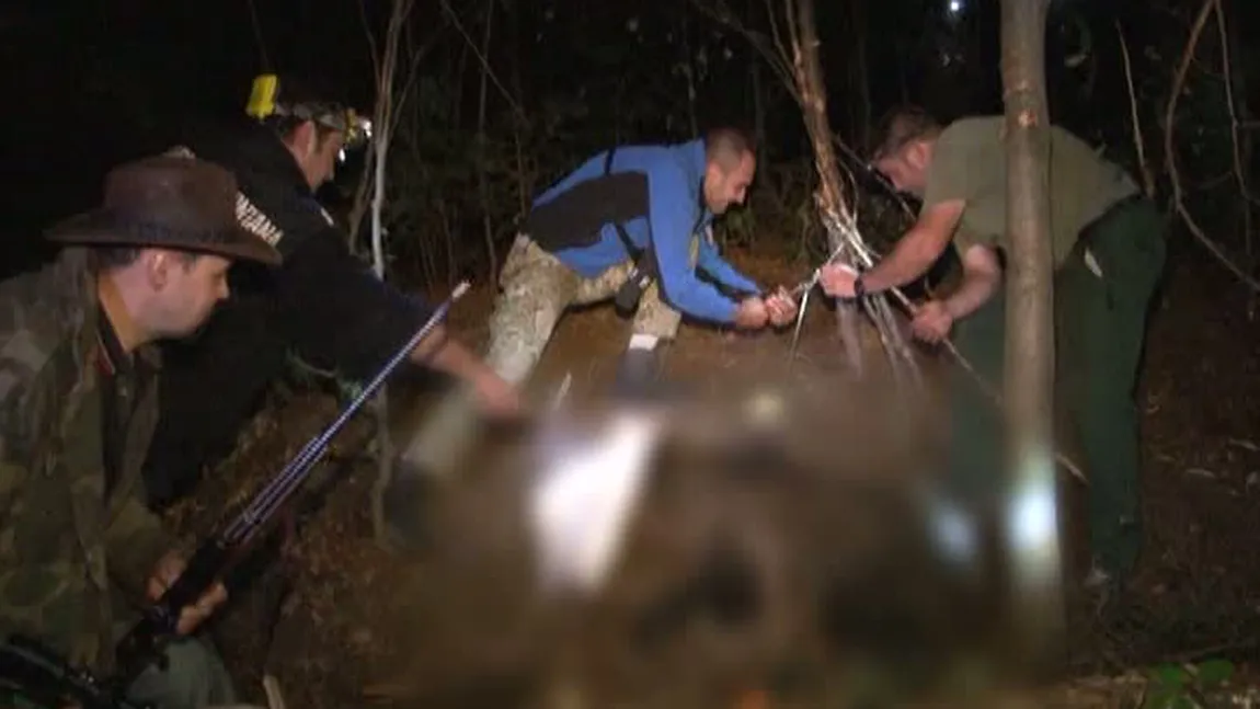 Scene triste la Buşteni: Un pui de urs flămând s-a prins în laţul pus de braconieri VIDEO