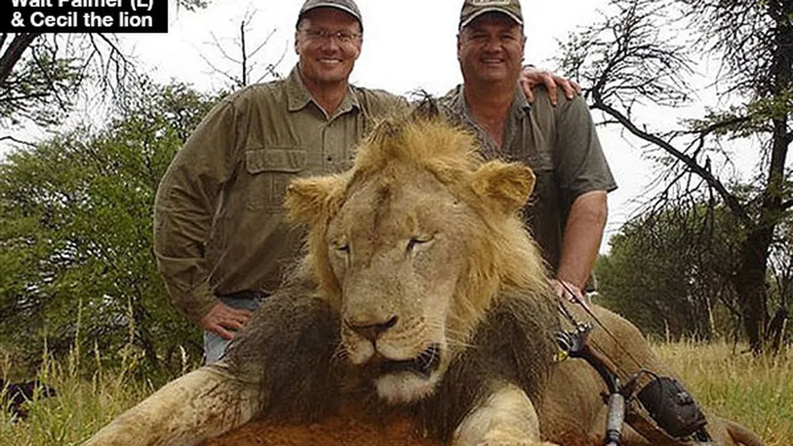 Medicul Walter Palmer, care a ucis ilegal leul african Cecil, ar putea fi extrădat în Zimbabwe