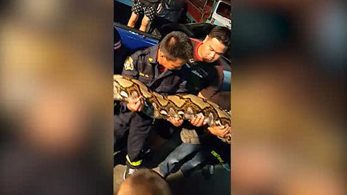 A fost nevoie de 17 POMPIERI pentru a îndepărta CREATURA MORTALĂ. Are OPT METRI lungime VIDEO