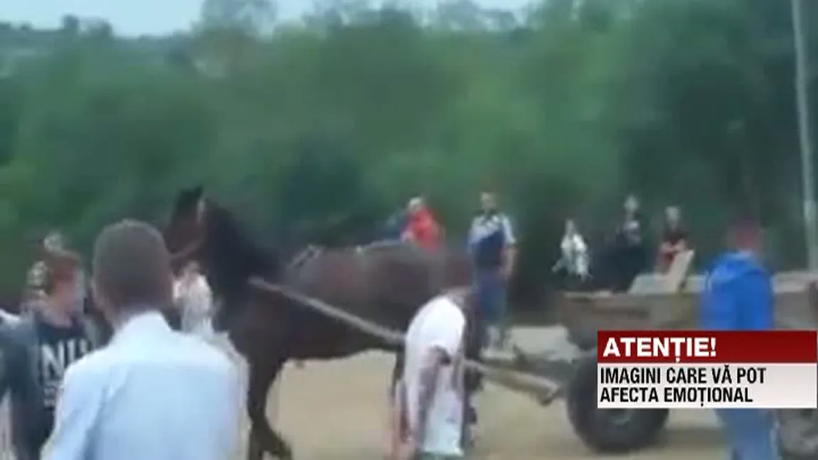 SCENE ŞOCANTE la un târg din Gorj. Mai mulţi cai au fost BICIUIŢI fără milă VIDEO