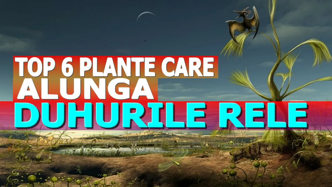 Top 6 plante care alungă DUHURILE RELE