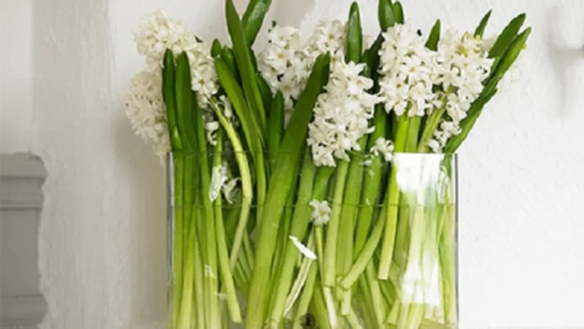 9 TRUCURI ca să menţii PROSPEŢIMEA FLORILOR în vază