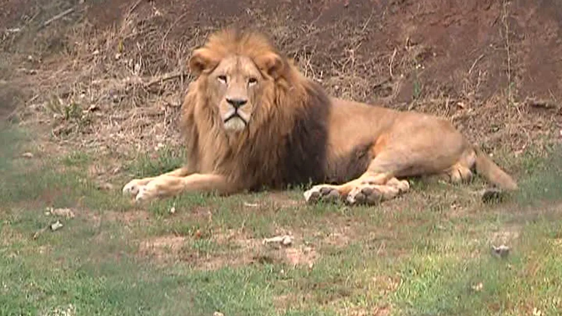 Leii fraţilor Cămătaru, vedete la Grădina Zoologică. Animalele au fost mutate la Galaţi VIDEO