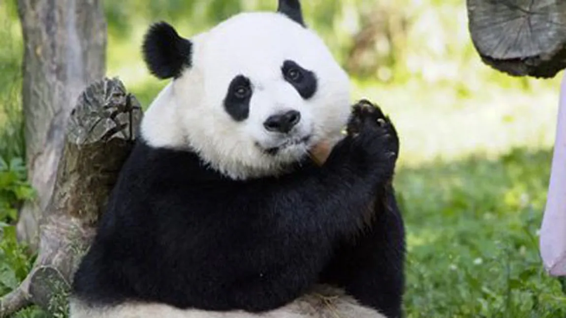 Doi pui de urs panda gigant s-au născut la ZOO din Washington