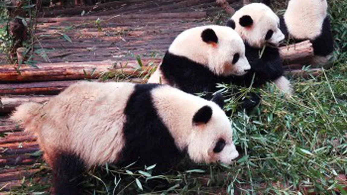 Lucruri NEŞTIUTE despre ursul panda: Dacă nu e ţinut în braţe, puiul panda moare