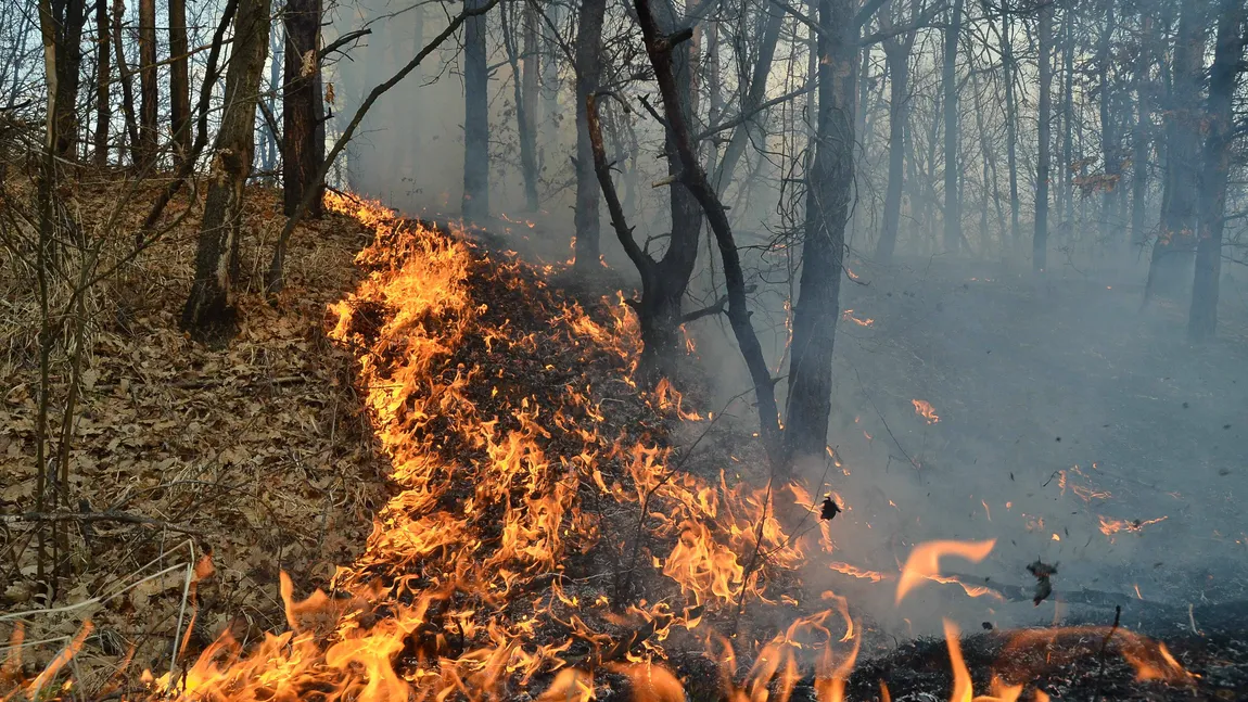 Două femei au dat foc la o pădure după ce au vrut să pregătească un grătar