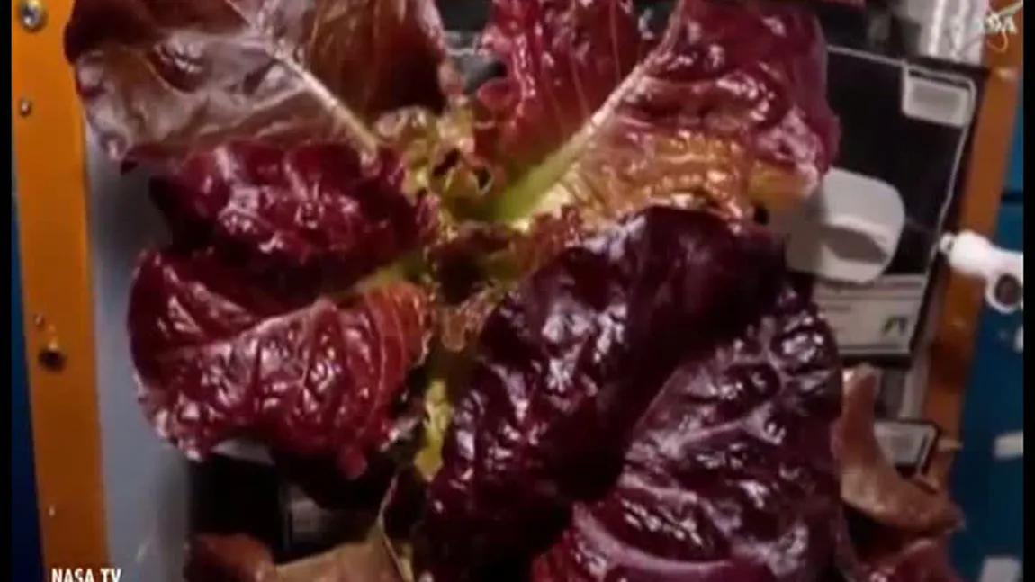 Prima recoltă de legume SPAŢIALE. Ce au cultivat astronauţii pe Staţia Internaţională VIDEO