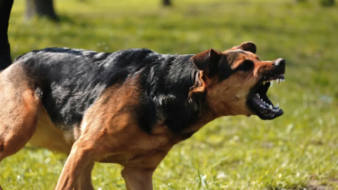 O FETIŢĂ de cinci ani a fost MUŞCATĂ DE UN CÂINE în curtea unui spital gălăţean