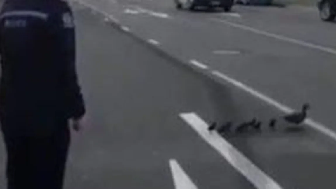 Raţe în trafic. Poliţia a oprit circulaţia, pentru ca o raţă şi bobocii săi să traverseze strada VIDEO