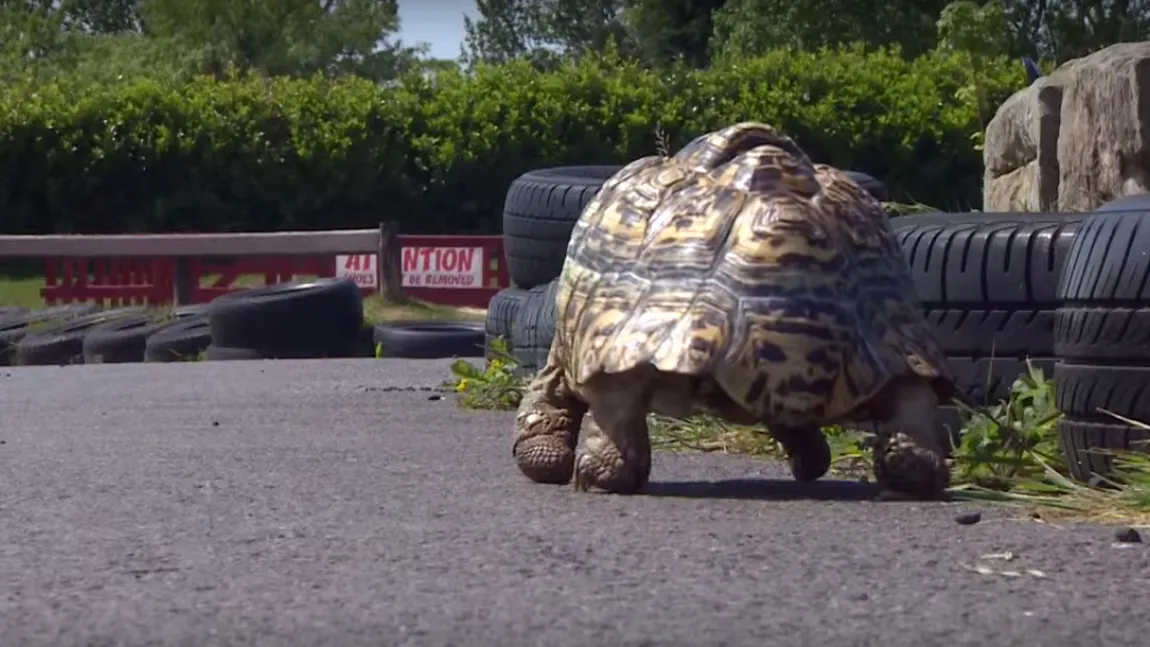 Cea mai rapidă broască ţestoasă din lume VIDEO