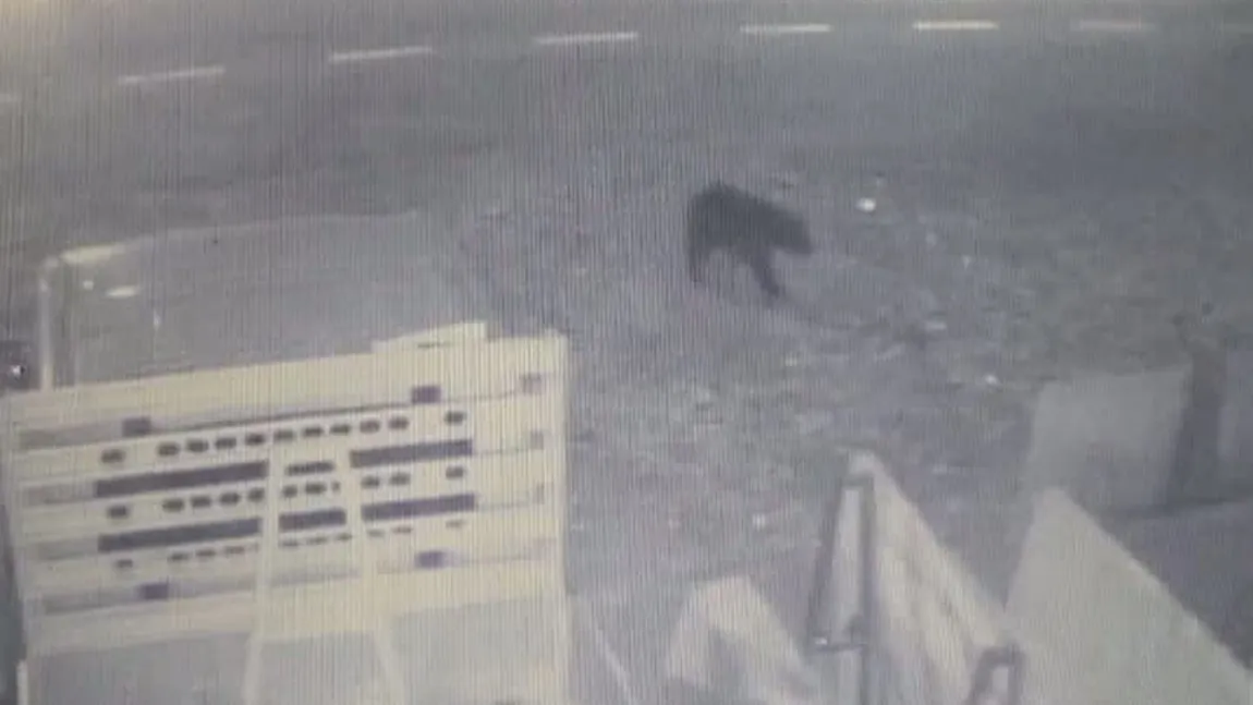 Ursul care a îngrozit oraşul Suceava, surprins din nou de camerele de supraveghere VIDEO