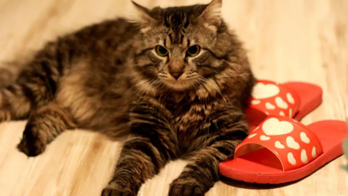 Mesajul HILAR postat pe un site de anunţuri din România: Caut pisicuţă pentru o relaţie fără angajamente FOTO