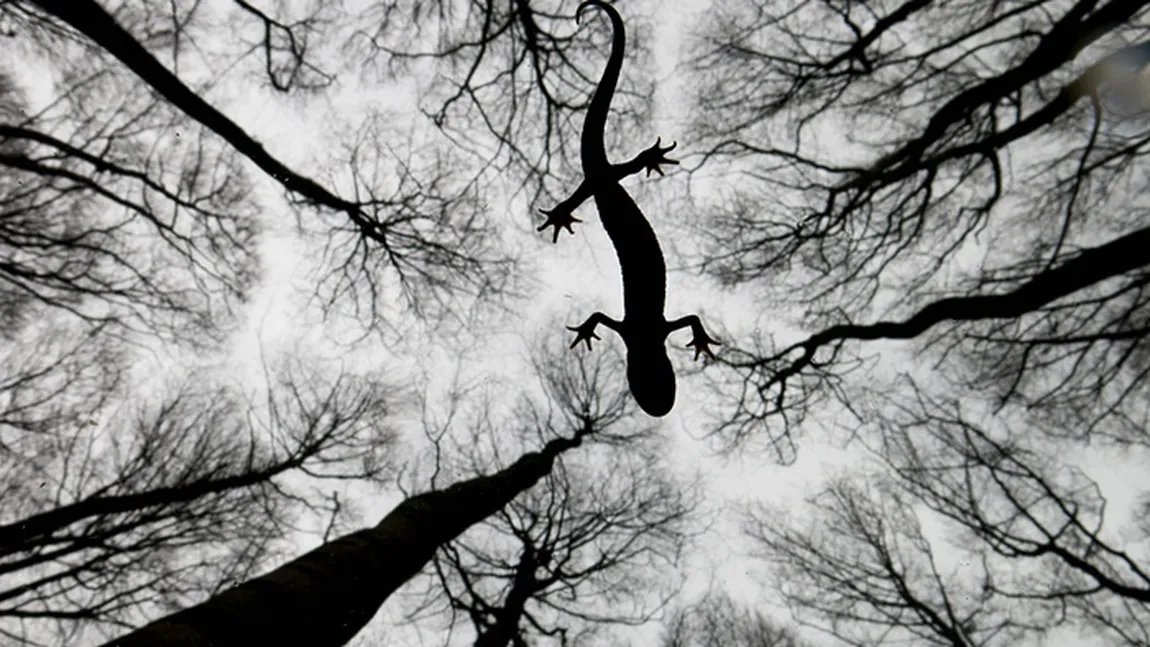 Câştigătorul concursului Wildlife Photographer of the Year 2015 este canadianul Don Gutoski FOTO