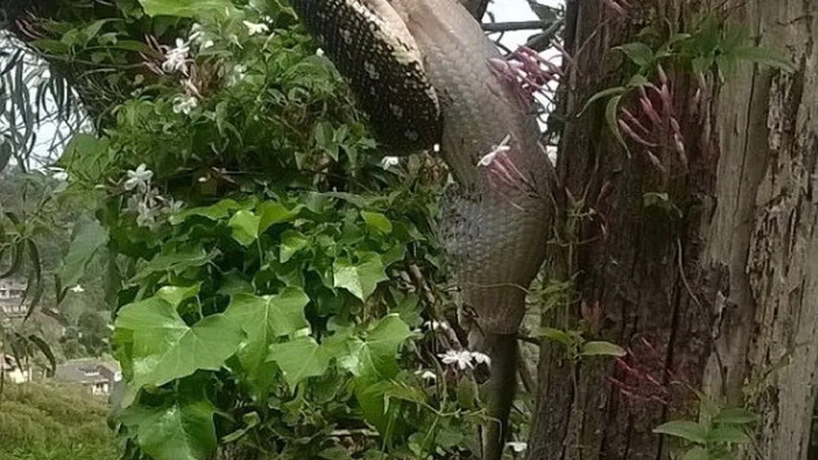 Un piton înghite cu totul un oposum. Imagini incredibile VIDEO