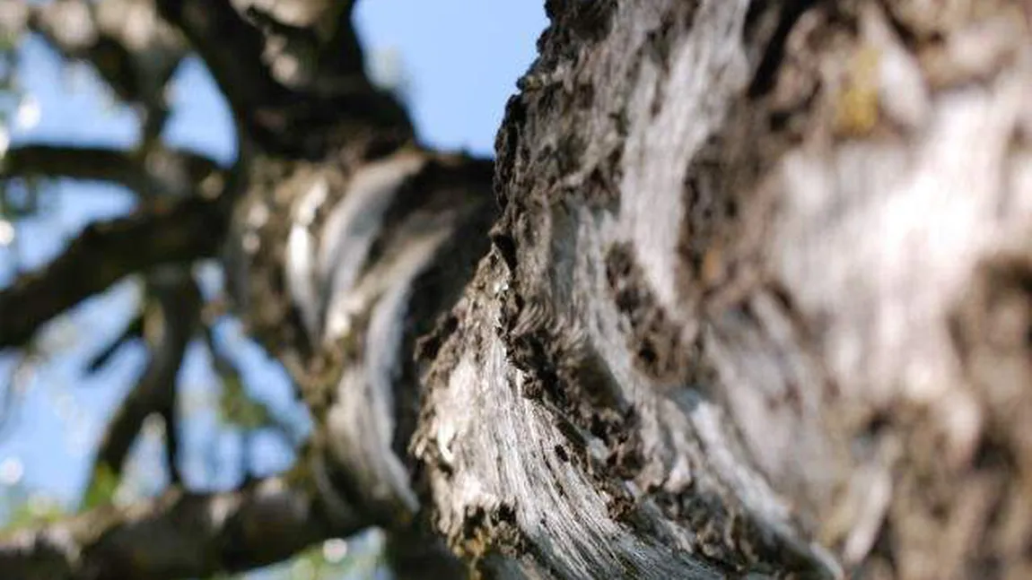 Primăriile, obligate să ţină evidenţa arborilor excepţionali. Ce amenzi urmează să primească