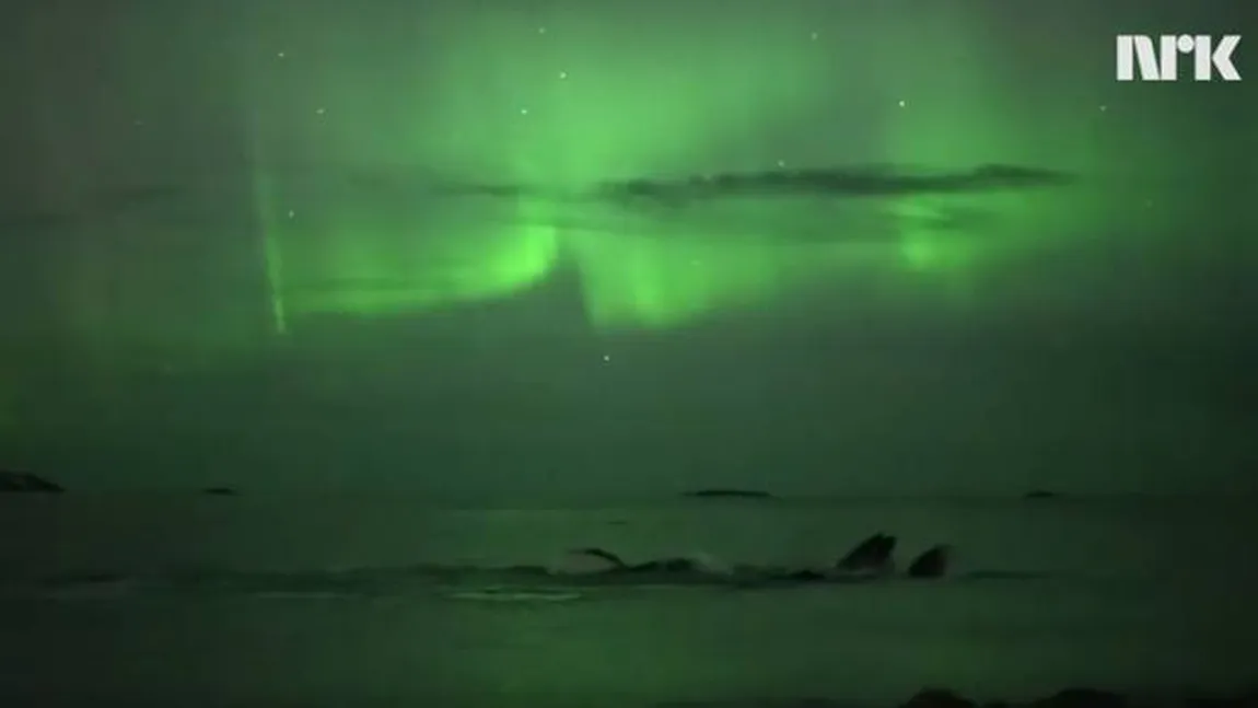 VIDEO FABULOS. Balene înotând în lumina aurorei boreale