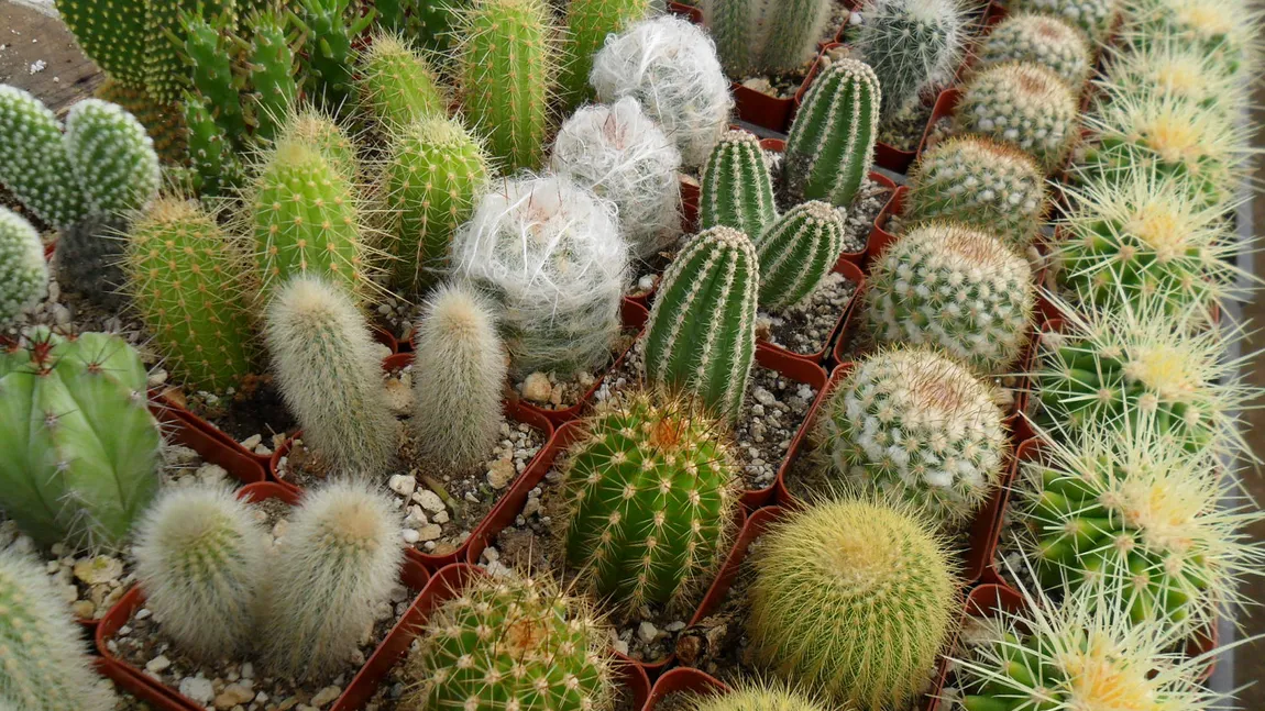 Aproximativ 30% din speciile de cactuşi sunt în pericol de dispariţie