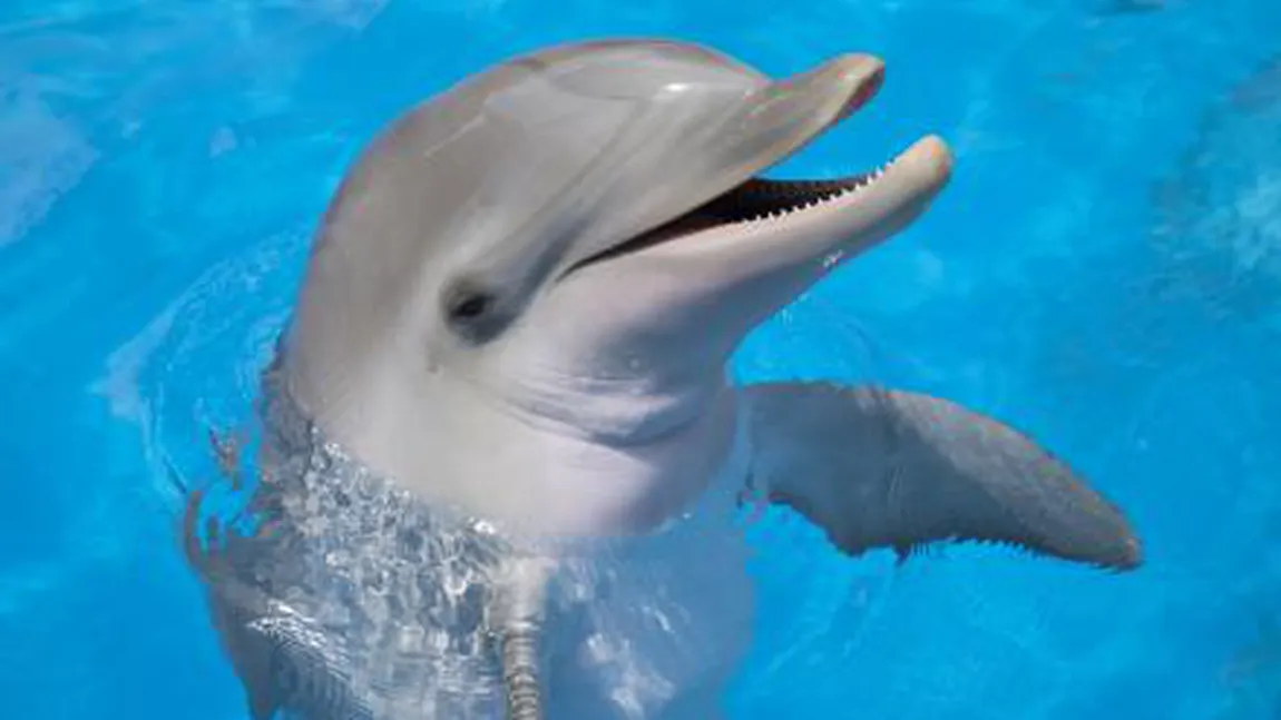 Momente uluitoare. Un delfin a salvat un smartphone din Ocean şi i l-a înapoiat proprietarei VIDEO
