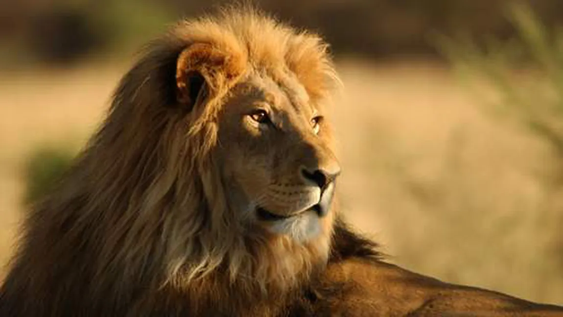 Leii sunt în pericol de dispariţie în Africa. În două decenii, numărul lor se va reduce la jumătate